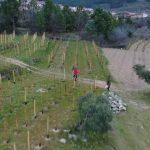El renacimiento del vino orgánico: Descubre los viñedos comprometidos con la naturaleza